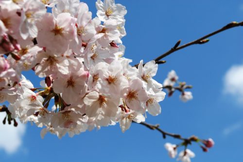 入学式　桜